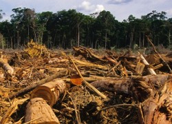 deforestación